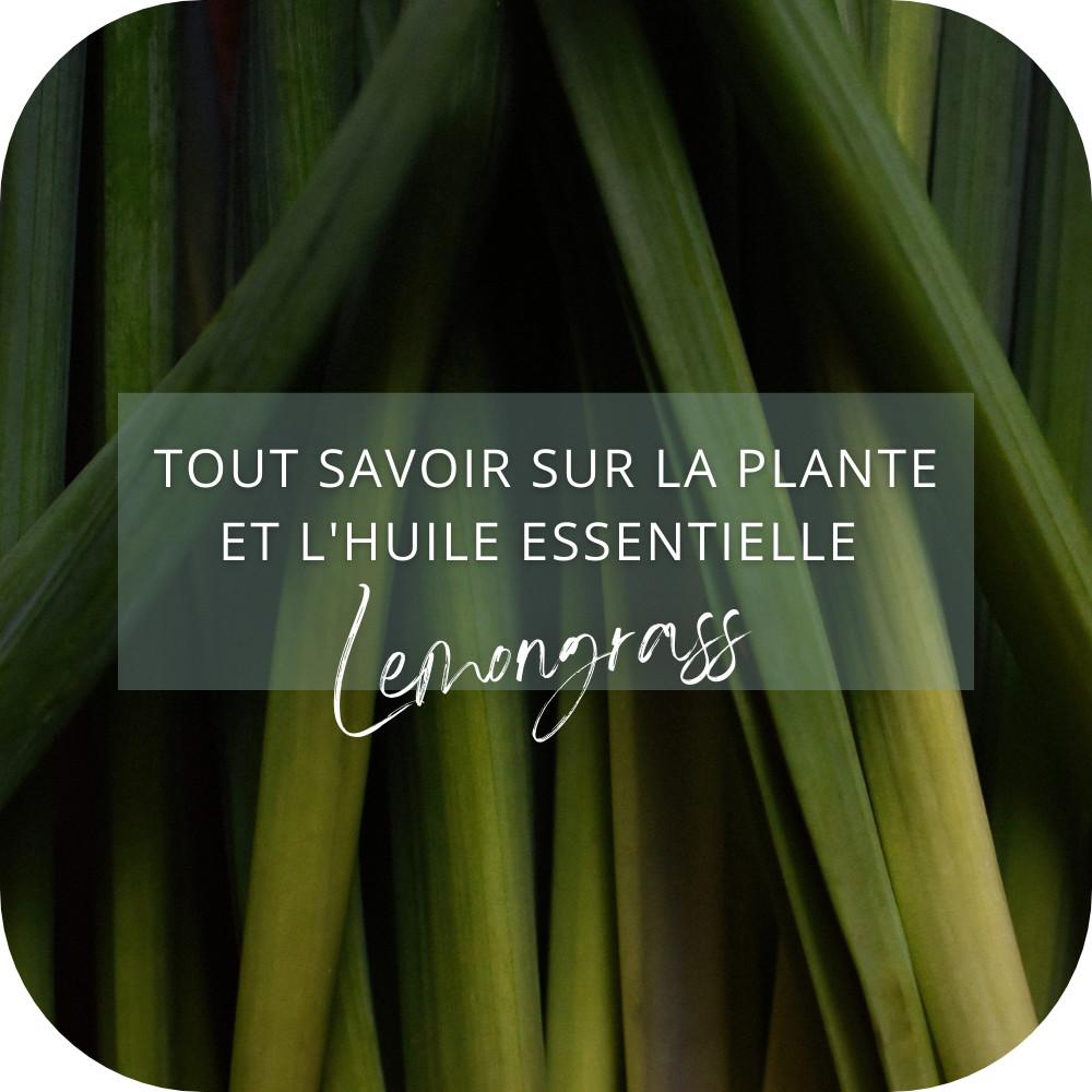 Plante Lemongrass et Huile Essentielle
