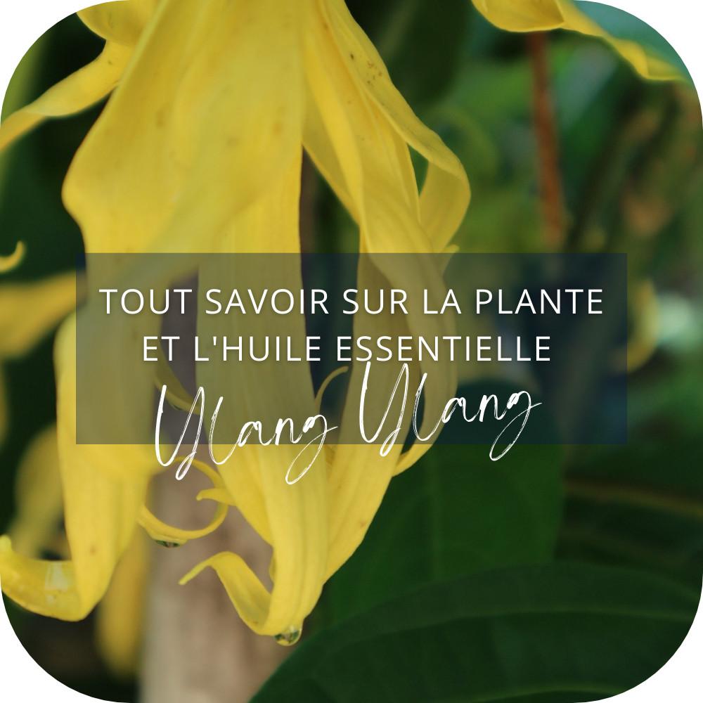 Plante Ylang ylang et Huile Essentielle
